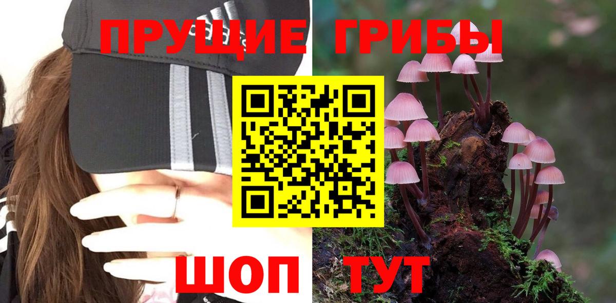 Вятские Поляны  Псилоцибиновые грибы Psilocybe  Вход с VPN 